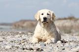 GOLDEN RETRIEVER 427